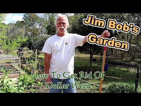How To Get Rid Of Dollar Weed