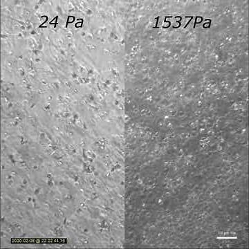 The influence of GelMA hydrogel stiffness on cell spreading