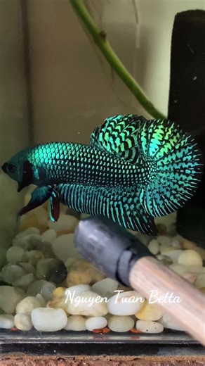 Exploring Wild Betta Alien Fish