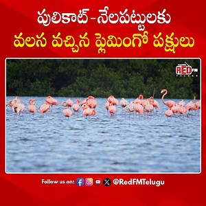 The Flamingo Bird Festival is the most beautiful sight for all at Nelapattu Bird Sanctuary, Tirupati. #flamingo #nelapattu #pulicatlake #beautifulnellore #Tirupati #forestdepartment #forestphotography #wildlife #migratorybirds #sullurupeta #flamingofestival #RedFM #RedFMTelugu | Red FM Telugu