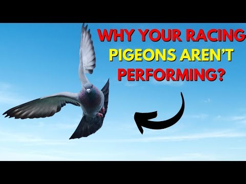 Why Your Racing Pigeons Aren’t Winning – Common Mistakes & How to Fix Them!