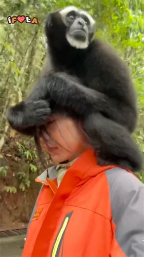 Outrun by a Monkey 🐒😅 | I Freaking Love Animals