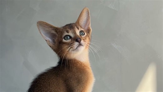 原始色阿比西尼亚猫