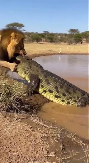 Lion vs Crocodile: The Ultimate Battle for Survival! 🦁🐊