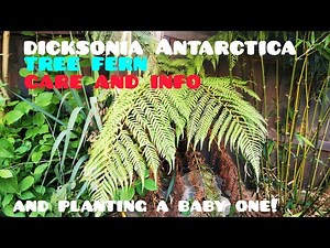 ALL about Growing TREE FERNS in colder climates! Care Tips & info for growing Dicksonia Antarctica🌴