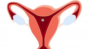 clip-1094772407-ovulation-implantation-development-human-embryo ...