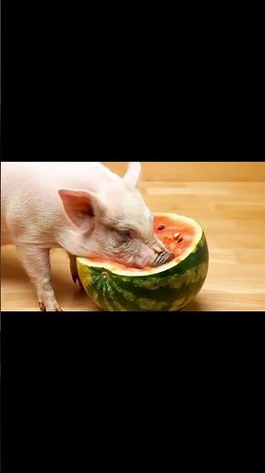 Ep2 Pig eating watermelon 🍉🐖 #pig #pets #wildlife #animals