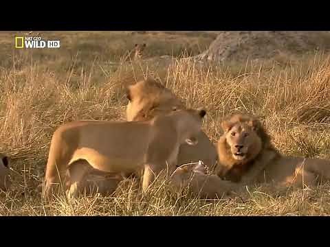 Documentário: Fraternidade Dos Leões - HD Dublado