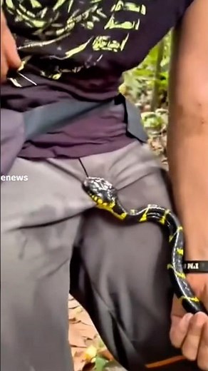 10 video Rắn tấn công người gây shock #shotrs #snake