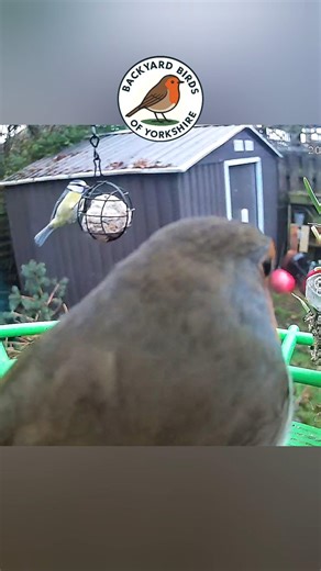 Robin Attacks Blue Tit at Feeder 😱 ‪@BackyardBirdsofYorkshire‬