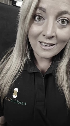 Use #hatchingtime on all your poultry related posts! #cimuka #poultrykeepers #fyp #chickenoftiktok #backyardchickens #quaileggs