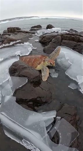 Can You SAVE a Turtle Trapped in ICE Like This? #turtle #animals #pov #ocean
