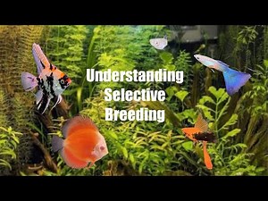 Understanding Selective Breeding