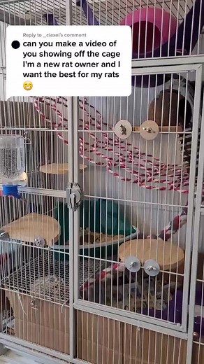The Ultimate Rat Cage Setup Guide