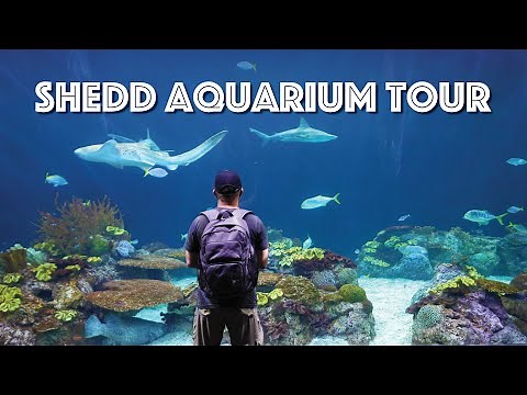 Chicago Shedd Aquarium Tour — Penguins, Dolphins, Sharks & More!