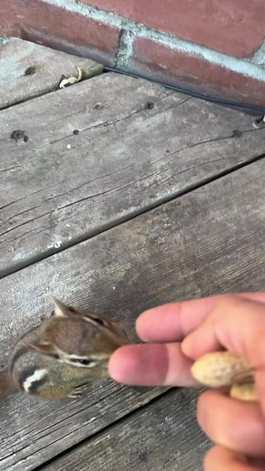 Cute Chipmunk Eating Peanuts in Outdoor Setting