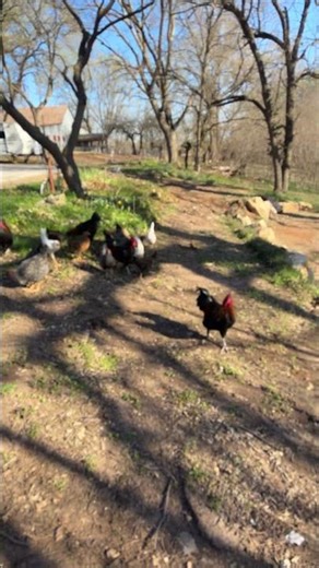 Chicken’s grazing. #chickens #muddycreekfarmstead #spring #pond #plymouthrock