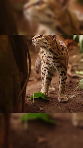 🌿 Ocelot or Margay? A Rare Glimpse Into the Wild | Peaceful_Tranquil