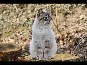 How to use Archimedes 2 ROBLOX