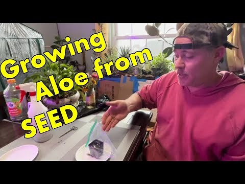 Growing Aloe from seed--The easiest method for success