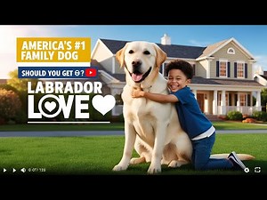Labrador Retriever: The Perfect Family Dog? Full Guide for First-Time Owners!🐶🐶🐶