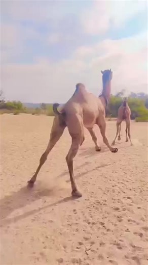 Exploring Camel Care and Management Insights