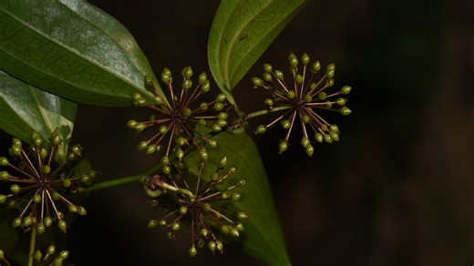 植物分类图集 21