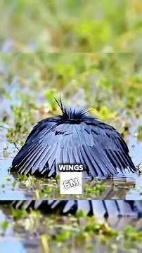 The Bird That Uses an “Umbrella” to TRAP Fish 😳 #birds