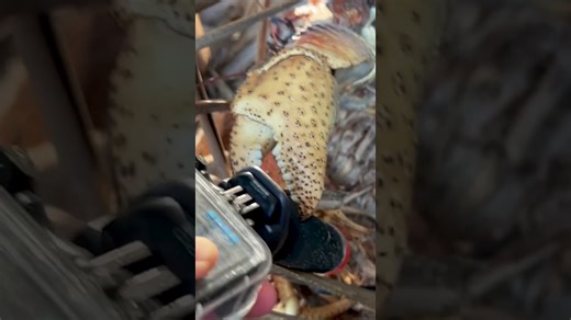 GoPro Gone! A Giant Crab Took It and Ran