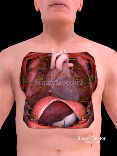 Understanding the Human Heart Anatomy and Function