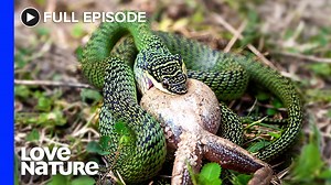 207K views · 6.4K reactions | The waterways are the lifeblood of Australia. The waters originating from highland streams, journey through varied terrain, before flowing into the sea  Along the way, an assortment of environmental niches set the stage for multifaceted interactions between predators and their prey  #crocodile #snake #python #lizard #watermonitor | Love Nature | Facebook