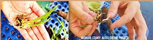 Broward County Native Orchid Project - UF/IFAS Extension Broward County