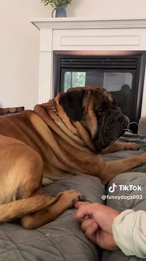 Hilarious Dog Reactions to Tickle and Sounds