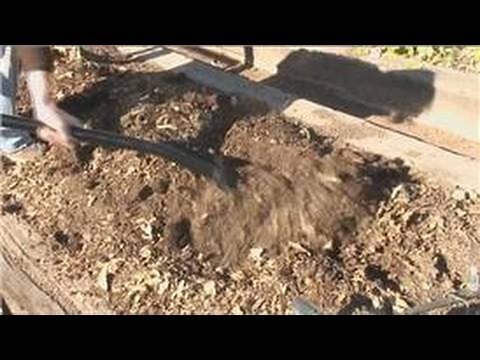 Planting From Seeds : How to Plant Turnip Seeds