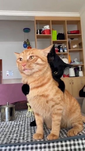 The black cat’s mouth is too heavy😂😅#cat #catsoftiktok #cute #catvideo #funnycat #fyp | Black Velvet