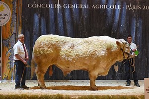 Salon de l'agriculture : le palmarès de la race charolaise au concours général agricole