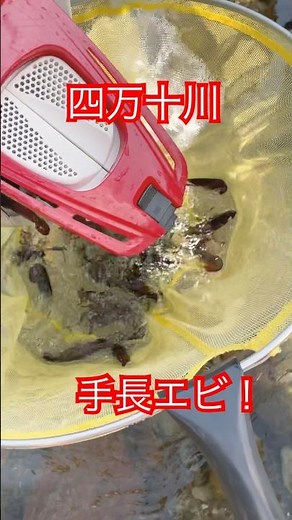 【清流四万十川の手長エビ！夏の風物詩】鮎の舟は鮎以外にも使い方があった#手長エビ#四万十川#高知#四万十#清流#鮎#舟#川遊び#川 #四国 #釣り
