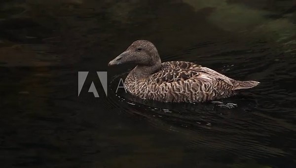 A female common eider (Somateria mollissima), also called St. Cuthbert's duck or Cuddy's duck swimming to the left.