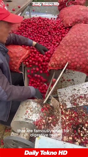 Thousands of Berries Sliced In Seconds For Tea 🍒#HawthornProcessing