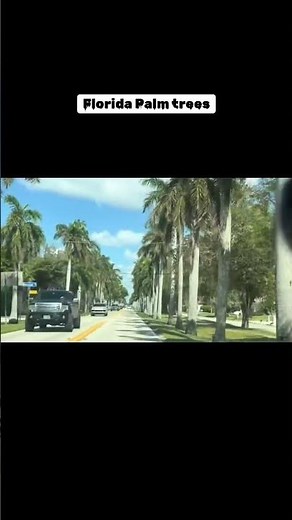Stunning Palm trees#palmtrees#floridalife