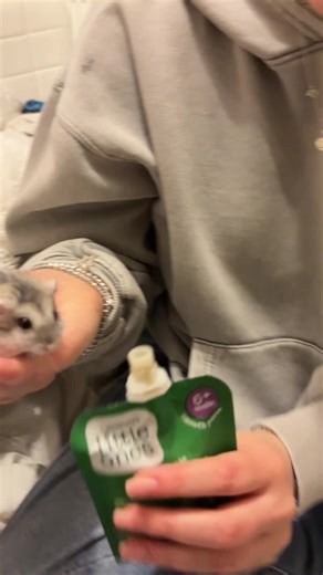 Delicious Treats for My Favorite Russian Dwarf Hamster