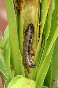 New technical guide to help farmers protect against fall armyworm