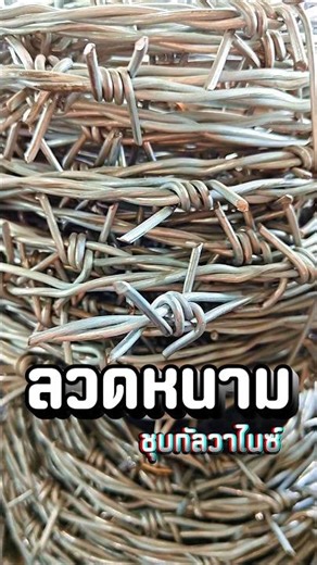 Galvanized barbed wire, excellent rust resistance. #barbedwire #galvanizedbarbedwire