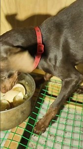 Puppy Bloat Warning Signs What to Do in a Food Emergency
