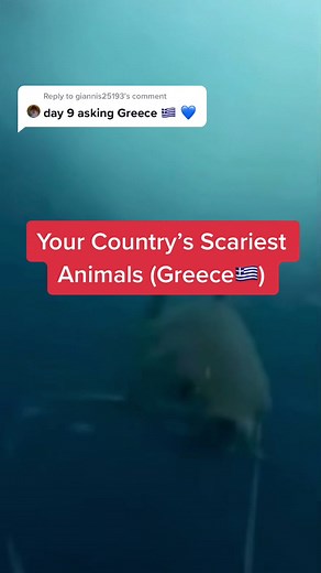 Exploring Greece's Terrifying Creatures: Puffer Fish, Bird Eating Spider, Water Python