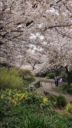 Better Than UW Cherry Blossoms?