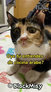 Que es el humus? 😸 #humus #fuegus #humorgatos #gatosdivertidos #gatoschistosos #funnyreels #gatos #michis #risas #funnycats #humor #comedia #chistes | BlackMisy
