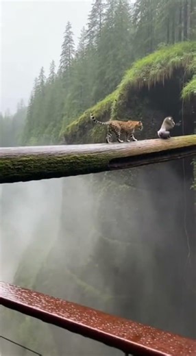 Unreal Viral Canyon Clip: Leopard vs Mandrill… and a Giant Snake🐍😱