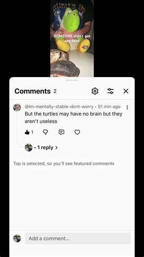 go ahead MY SLAVE (jk) #turtles #work #youaintseennothingyet