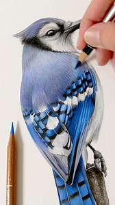90K views · 48K reactions | Here are a few clips of my recently finished Blue Jay drawing. I absolutely loved having this lively, spirited little chap keep me company on the drawing board  #birdart #birdartist #birddrawing #wildlifeart #wildlifeartist #wildlifedrawing #coloredpencilart #coloredpencildrawing #coloredpencil #animalart #animalartist #learntodraw | Claire Milligan Wildlife Artist | Facebook